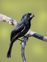 Cuban Bullfinch