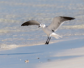  Laughing Gull Landing on the Beach with Open Wings
