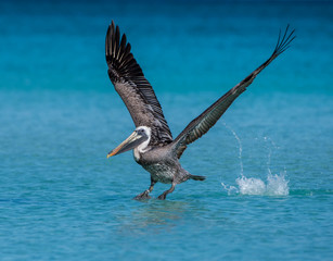 Brown Pelican in Flight Landing