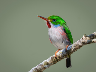 Fototapeta premium Cuban Tody