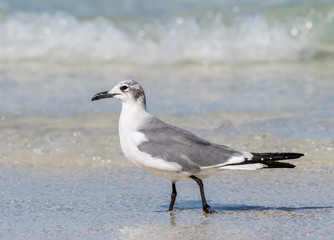 Laughing Gull Standing on the Beach