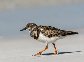 Ruddy Turnstone Walking on the Beach