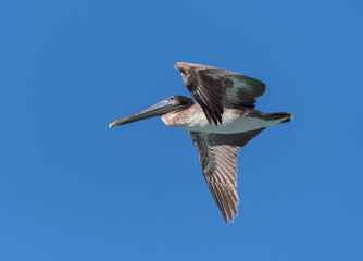 Brown Pelican in Flight against Blue Sky