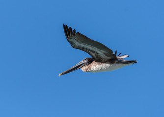 Brown Pelican in Flight against Blue Sky