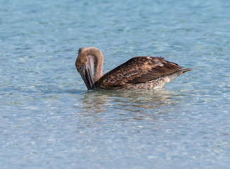 Brown Pelican Swimming