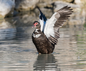 Muscovy Duck