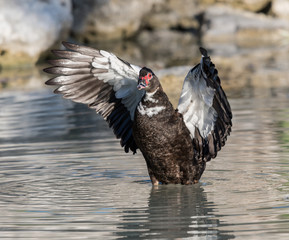 Muscovy Duck