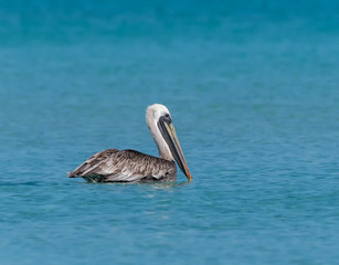 Brown Pelican Swimming