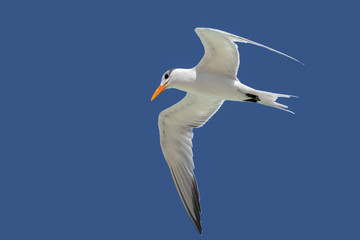 Royal Tern in Flight on Blue Sky