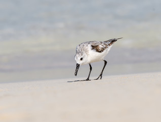 Sanderling Foraging on the Beach