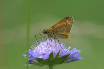 Dickkopffalter auf Blume