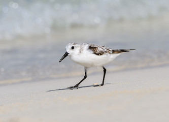 Sanderling Foraging on the Beach