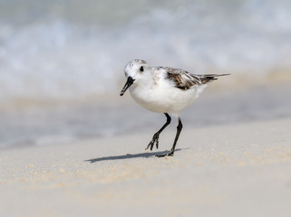 Sanderling Foraging on the Beach