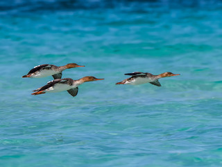 Red-breasted Mergansers Flying Over Ocean