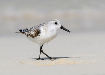 Sanderling Foraging on the Beach