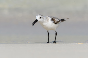 Sanderling Foraging on the Beach