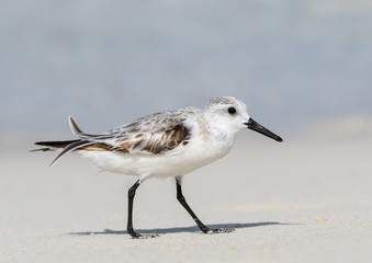 Sanderling Foraging on the Beach