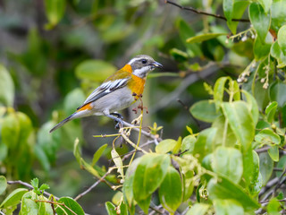Western Spindalis