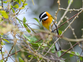 Western Spindalis