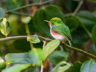 Cuban Tody