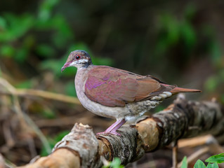 Ruddy Quail-dove