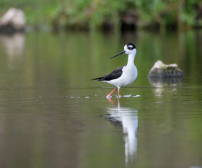 Black-necked Stilt