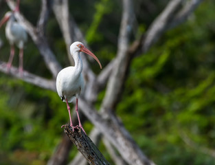  American White Ibis