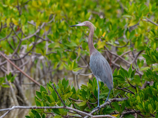 Reddish Egret Foraging