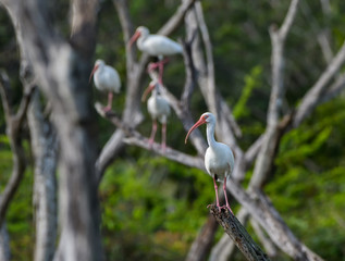 American White Ibises Perched in Trees
