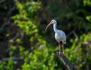  American White Ibis