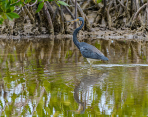 Reddish Egret Foraging on the Pond