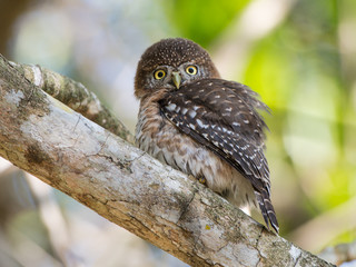 Cuban Pygmy Owl Portrait