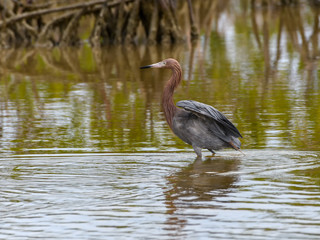 Reddish Egret Foraging on the Pond