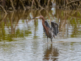 Reddish Egret