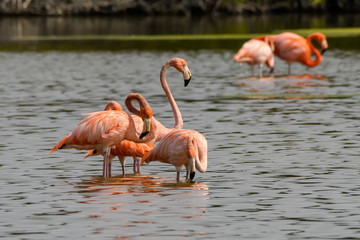 American flamingos