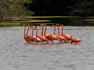 Obraz premium American flamingos