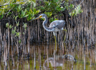  Tricolored Heron Foraging 