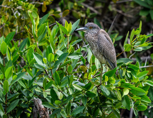 Yellow-crowned Night Heron Juvenile