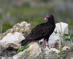 Turkey Vulture Resting on the Rock