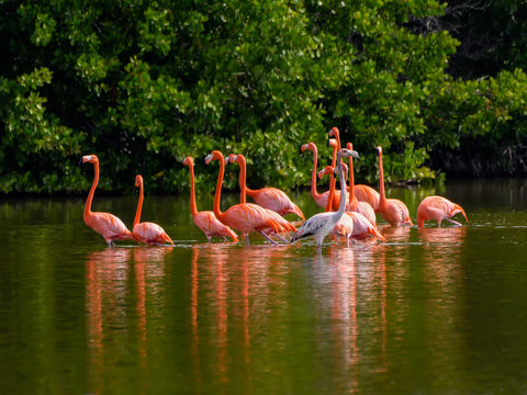 American flamingos