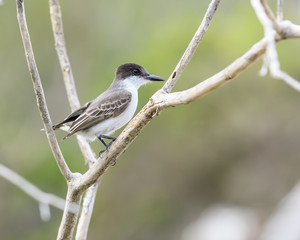 Loggerhead Kingbird