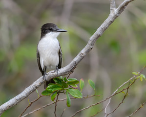 Loggerhead Kingbird