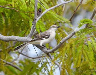Northern Mockingbird