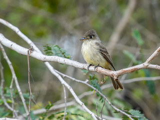 Cuban Pewee