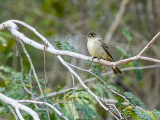 Cuban Pewee