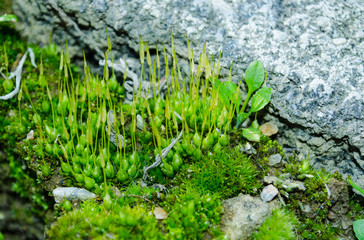 Moss on the stone for use in backgrounds and textures