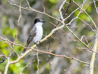 Loggerhead Kingbird