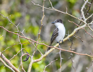 Loggerhead Kingbird