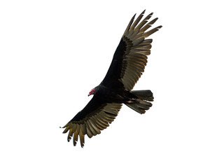 Turkey Vulture in Flight on White Background, Isolated