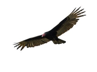 Turkey Vulture in Flight on White Background, Isolated